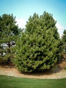 Сосна Чёрная (Pinus Nigra) купить по цене от 270.00р. в интернет-магазине «Посадика» с доставкой почтой в в Советская Гаванье и по всей России – [изображение №1].