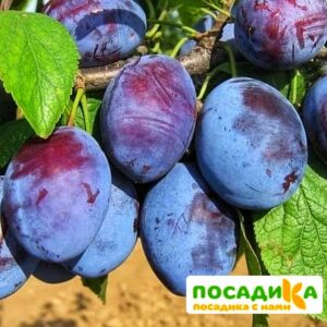 Слива Чачакская ранняя купить по цене от 229.00р. в интернет-магазине «Посадика» с доставкой почтой в в Советская Гаванье и по всей России – [изображение №1].