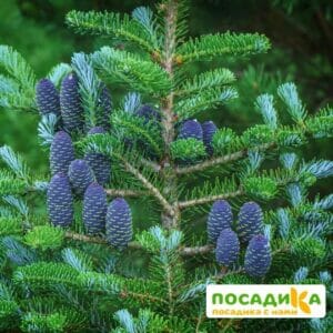 Пихта корейская (Abies koreana) купить по цене от 450.00р. в интернет-магазине «Посадика» с доставкой почтой в в Советская Гаванье и по всей России – [изображение №1].