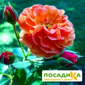 Роза Арабия купить по цене от 350.00р. в интернет-магазине «Посадика» с доставкой почтой в в Советская Гаванье и по всей России – [изображение №1].