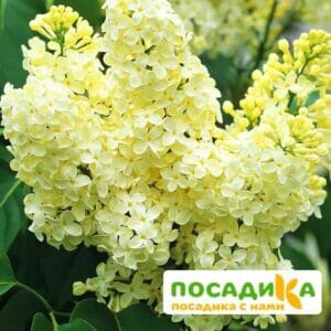 Сирень Примроуз (Primrose) купить по цене от 529.00р. в интернет-магазине «Посадика» с доставкой почтой в в Советская Гаванье и по всей России – [изображение №1].