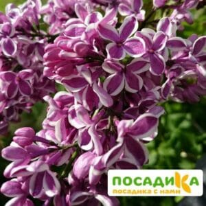 Сирень Сенсация купить по цене от 529.00р. в интернет-магазине «Посадика» с доставкой почтой в в Советская Гаванье и по всей России – [изображение №1].