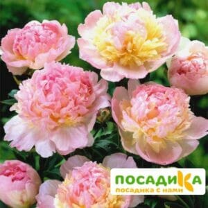 Пион Распберри Сандей (Paeonia Raspberry Sundae) купить по цене от 959р. в интернет-магазине «Посадика» с доставкой почтой в в Советская Гаванье и по всей России – [изображение №1].