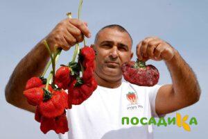Клубника Гигант Джорнея купить по цене от 266р. в интернет-магазине «Посадика» с доставкой почтой в в Советская Гаванье и по всей России – [изображение №1].