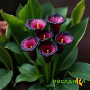 Калла Аура Лейс купить по цене от 400р. в интернет-магазине «Посадика» с доставкой почтой в в Советская Гаванье и по всей России – [изображение №1].