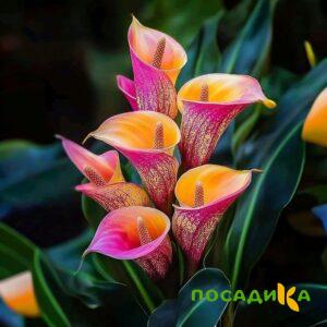 Калла Оникс купить по цене от 450р. в интернет-магазине «Посадика» с доставкой почтой в в Советская Гаванье и по всей России – [изображение №1].