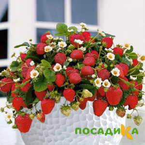 Клубника Рубиновый Шепот (горшечная) купить по цене от 240р. в интернет-магазине «Посадика» с доставкой почтой в в Советская Гаванье и по всей России – [изображение №1].