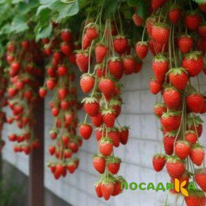 Клубника вьющаяся Комплимент купить по цене от 470р. в интернет-магазине «Посадика» с доставкой почтой в в Советская Гаванье и по всей России – [изображение №1].