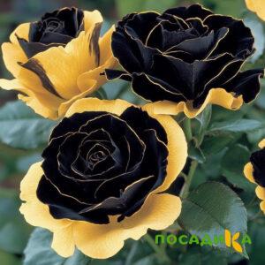 Роза Ханни Сикл купить по цене от 700р. в интернет-магазине «Посадика» с доставкой почтой в в Советская Гаванье и по всей России – [изображение №1].