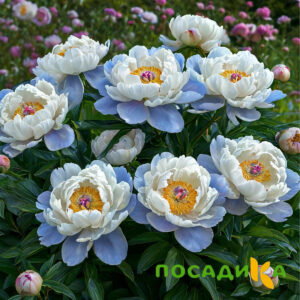 Пион акварельный Этюд купить по цене от 806р. в интернет-магазине «Посадика» с доставкой почтой в в Советская Гаванье и по всей России – [изображение №1].