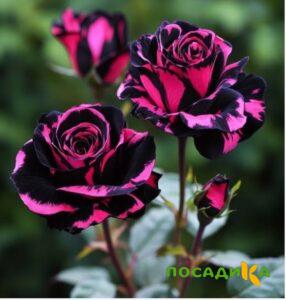 Роза Багровый Шепот купить по цене от 366р. в интернет-магазине «Посадика» с доставкой почтой в в Советская Гаванье и по всей России – [изображение №1].