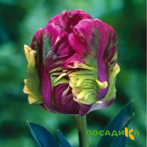 Тюльпан Экзотик Хэвен купить по цене от 186р. в интернет-магазине «Посадика» с доставкой почтой в в Советская Гаванье и по всей России – [изображение №1].