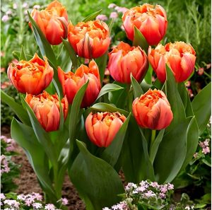 Тюльпан Гудошник Дабл купить по цене от 185р. в интернет-магазине «Посадика» с доставкой почтой в в Советская Гаванье и по всей России – [изображение №1].