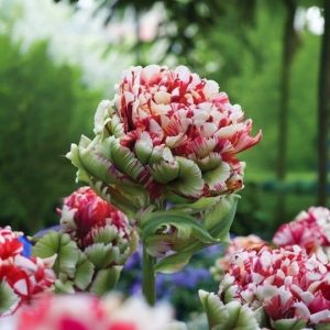 Тюльпан Дабл Флеминг Берд купить по цене от 249р. в интернет-магазине «Посадика» с доставкой почтой в в Советская Гаванье и по всей России – [изображение №1].