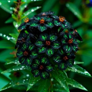 Флокс Ривьера купить по цене от 299р. в интернет-магазине «Посадика» с доставкой почтой в в Советская Гаванье и по всей России – [изображение №1].