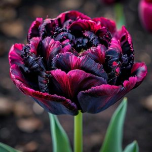 Тюльпан Фламинго купить по цене от 500р. в интернет-магазине «Посадика» с доставкой почтой в в Советская Гаванье и по всей России – [изображение №1].