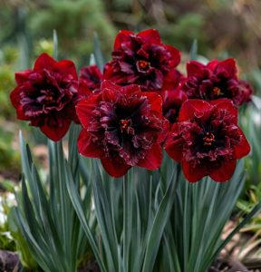 Нарцисс Сапфировый Бриз купить по цене от 3000р. в интернет-магазине «Посадика» с доставкой почтой в в Советская Гаванье и по всей России – [изображение №1].