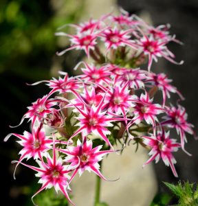 Флокс Метельчатый Путь купить по цене от 456р. в интернет-магазине «Посадика» с доставкой почтой в в Советская Гаванье и по всей России – [изображение №1].