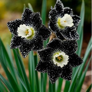 Нарцисс Кассата купить по цене от 372р. в интернет-магазине «Посадика» с доставкой почтой в в Советская Гаванье и по всей России – [изображение №1].