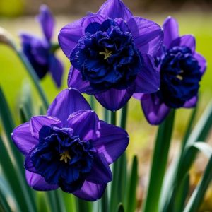 Нарцисс Арт Нуво купить по цене от 378р. в интернет-магазине «Посадика» с доставкой почтой в в Советская Гаванье и по всей России – [изображение №1].