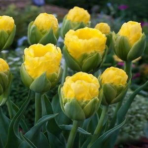 Тюльпан махровый Ванила Коп купить по цене от 159р. в интернет-магазине «Посадика» с доставкой почтой в в Советская Гаванье и по всей России – [изображение №1].