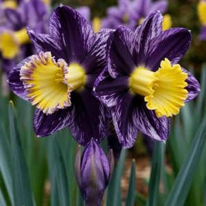 Нарцисс Акропоис купить по цене от 382р. в интернет-магазине «Посадика» с доставкой почтой в в Советская Гаванье и по всей России – [изображение №1].