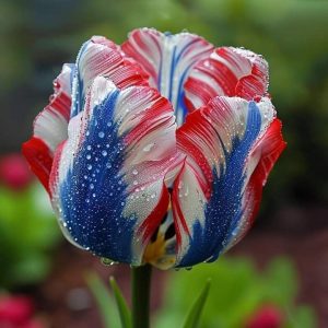 Тюльпан Ремс Сенсейшн купить по цене от 219р. в интернет-магазине «Посадика» с доставкой почтой в в Советская Гаванье и по всей России – [изображение №1].