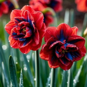 Нарцисс Эрличе купить по цене от 386р. в интернет-магазине «Посадика» с доставкой почтой в в Советская Гаванье и по всей России – [изображение №1].