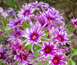 Флокс Звездное Кружево купить по цене от 361р. в интернет-магазине «Посадика» с доставкой почтой в в Советская Гаванье и по всей России – [изображение №1].