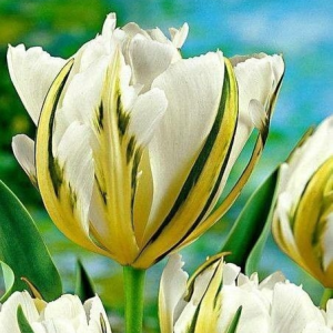 Тюльпан Экзотик Пуруссима купить по цене от 305р. в интернет-магазине «Посадика» с доставкой почтой в в Советская Гаванье и по всей России – [изображение №1].