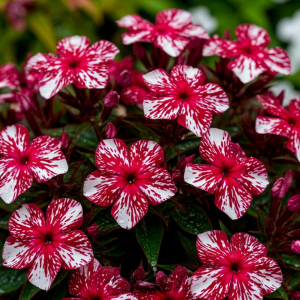 Флокс Ливер Гриммер купить по цене от 590р. в интернет-магазине «Посадика» с доставкой почтой в в Советская Гаванье и по всей России – [изображение №1].